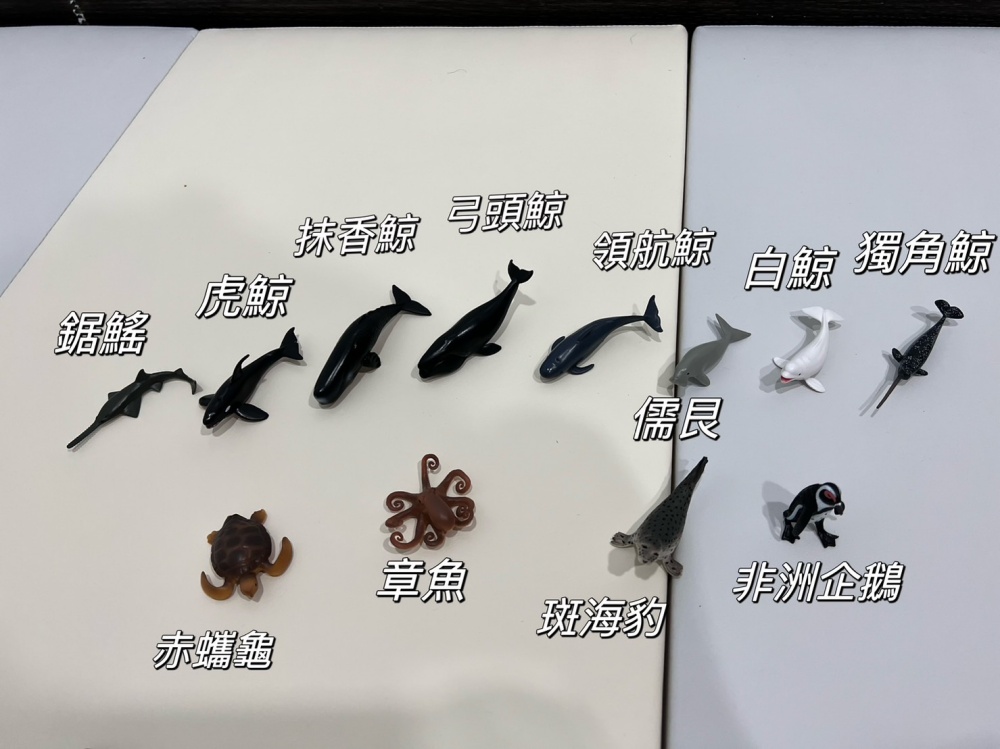 英國Collect A盒裝海洋動物組｜感官盆｜早教遊戲｜STEAM